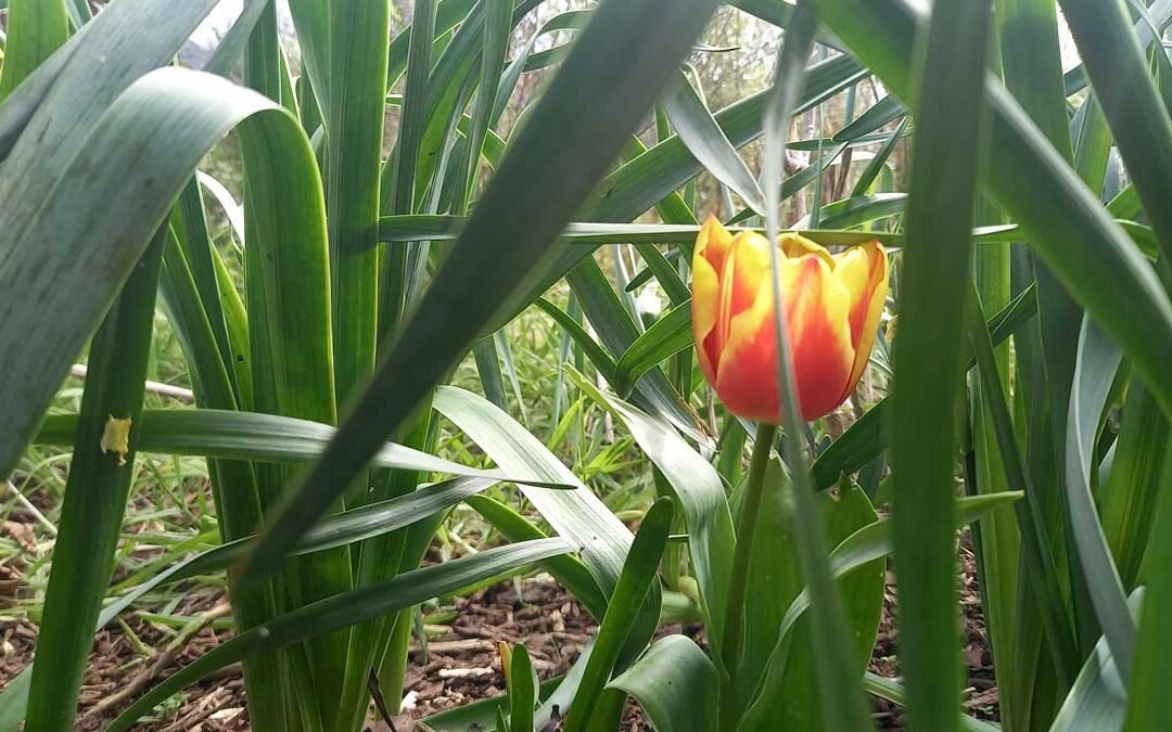 A solitary red and yellow tulip blooms amongst spring bulb leaves.