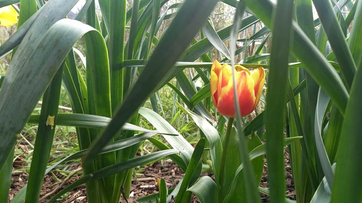 A solitary red and yellow tulip blooms amongst spring bulb leaves.