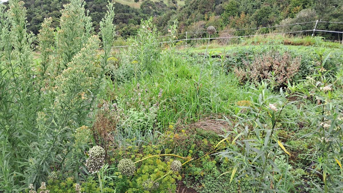 It really just looks like a confused mess of weeds.