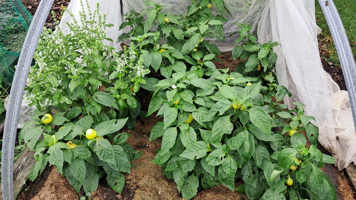 The first year paprika (and a self-seeded basil).