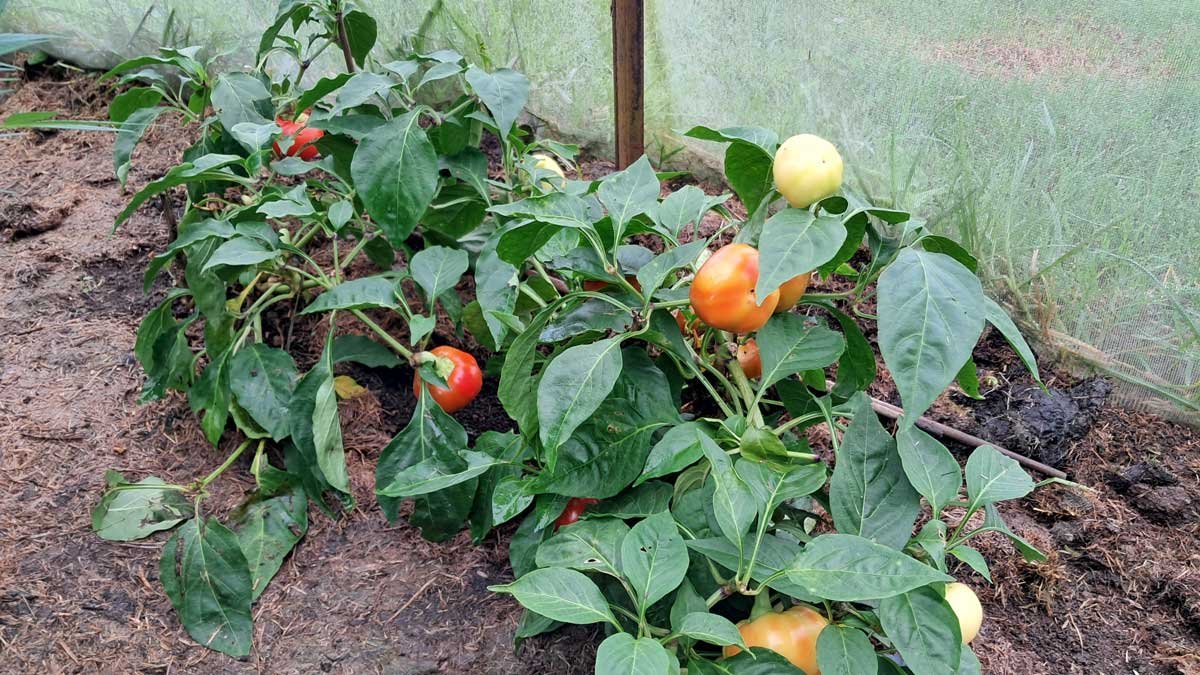 My Year 2 paprika with fruit in various states of ripeness.