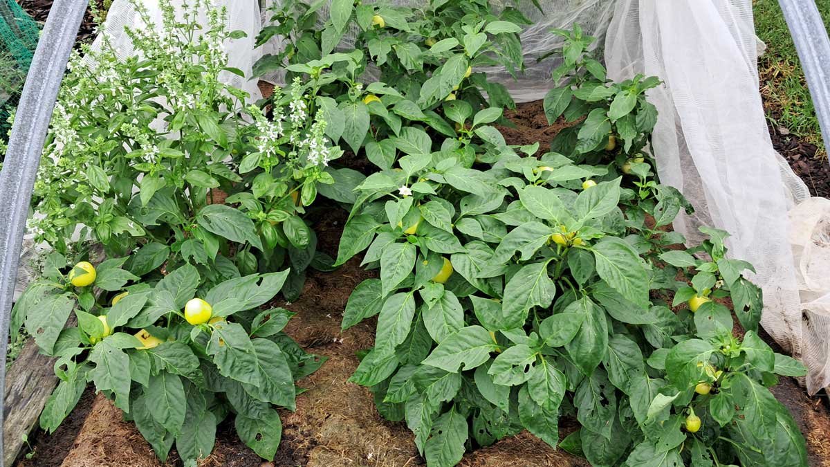 9 paprika plants (and one basil) in a garden bed with unripe fruit developing.
