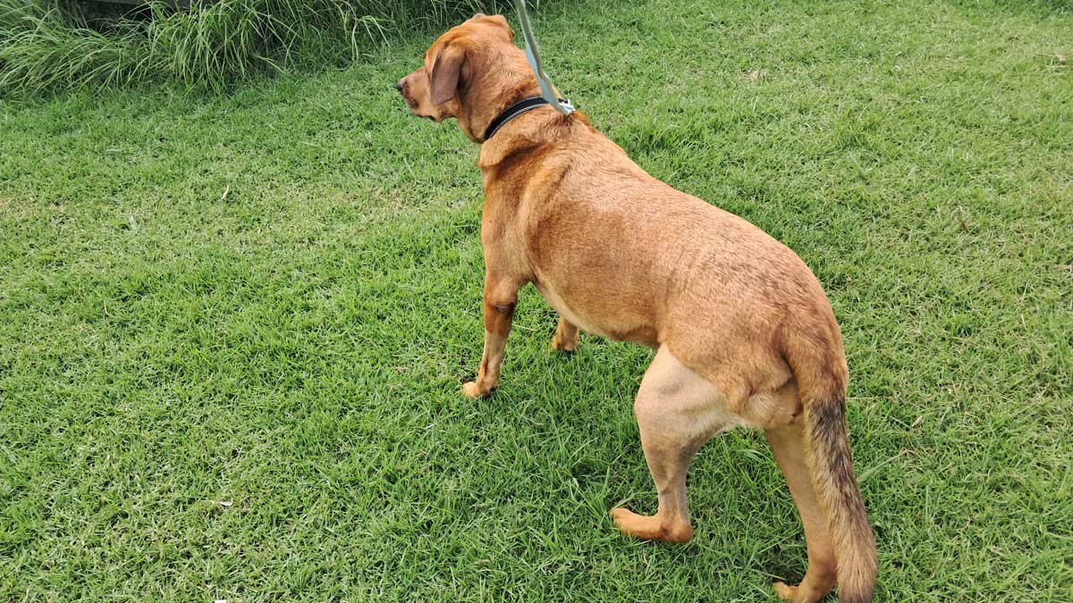 Roxy almost 4-weeks post surgery. Her leg is obviously recently-shaved.