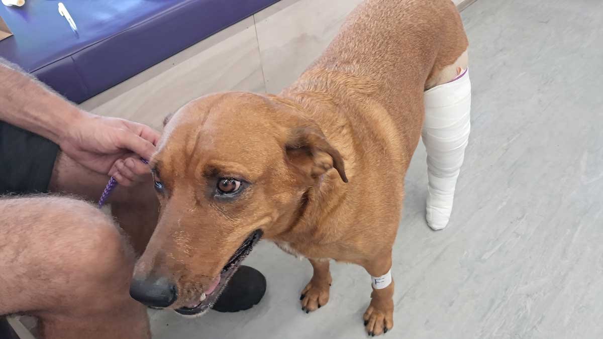 Roxy post-surgery with a cast on her rear leg, looking quite high.