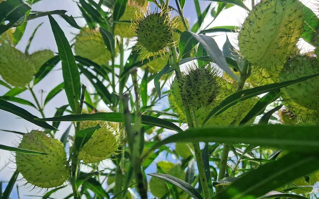 Swan plant against a blue sky.