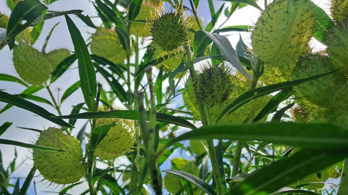 Swan plant against a blue sky.