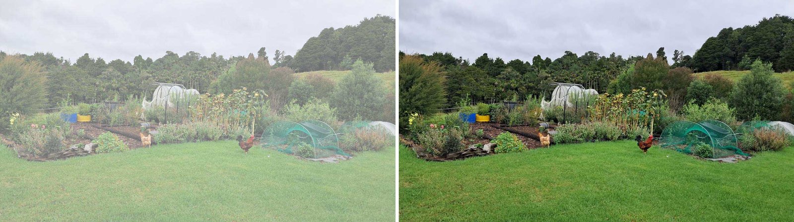A photo of my garden, repeated twice. On the left, the image is milky and washed out. On the right, the image is normal.