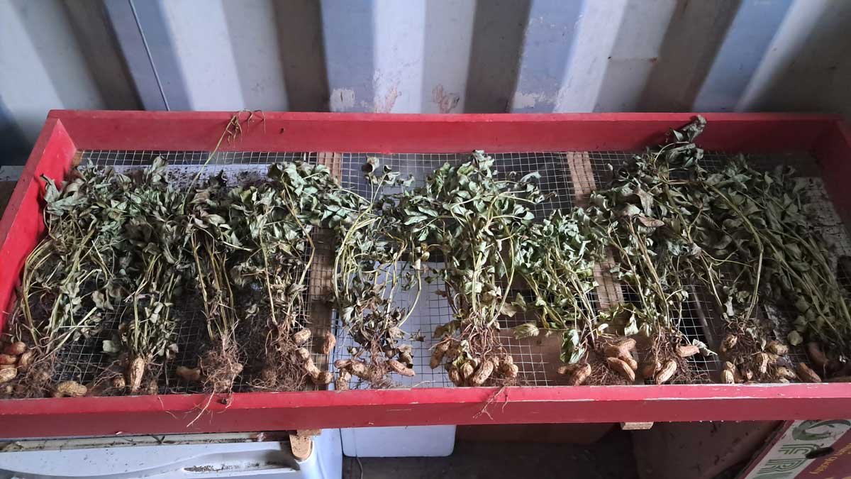 Dried peanut plants on a drying rack. A small number of peanuts are attached to the roots of each plant.