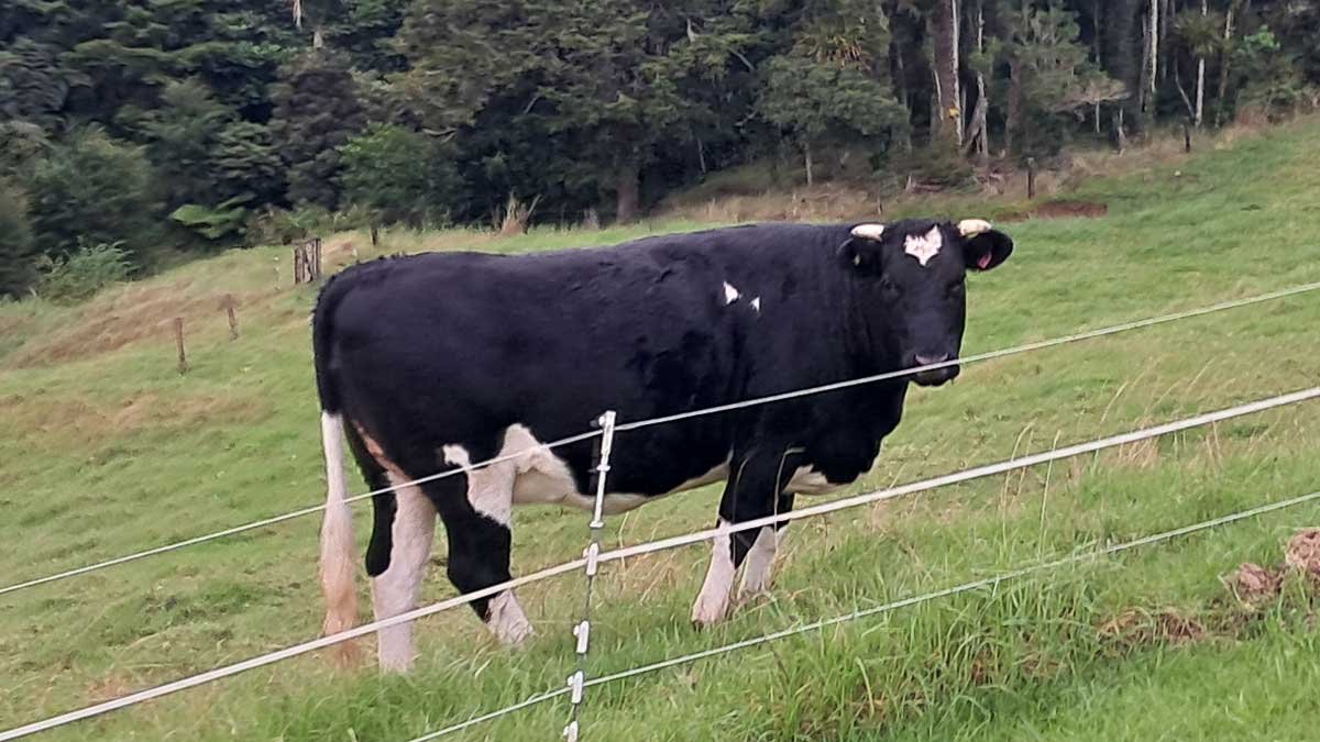 A black and white cow faces the camera.