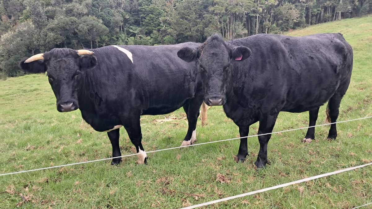 Two black cows from our fourth herd.