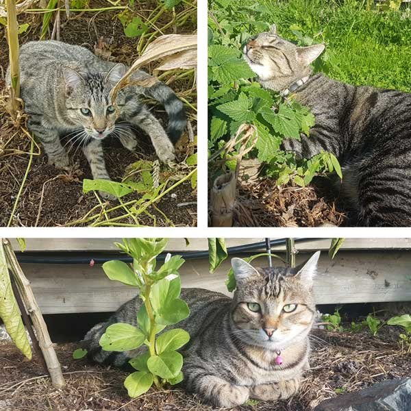 Grid of our three cats in the garden. Clockwise from top left: Patu, Sabre, and Samurai down the bottom.