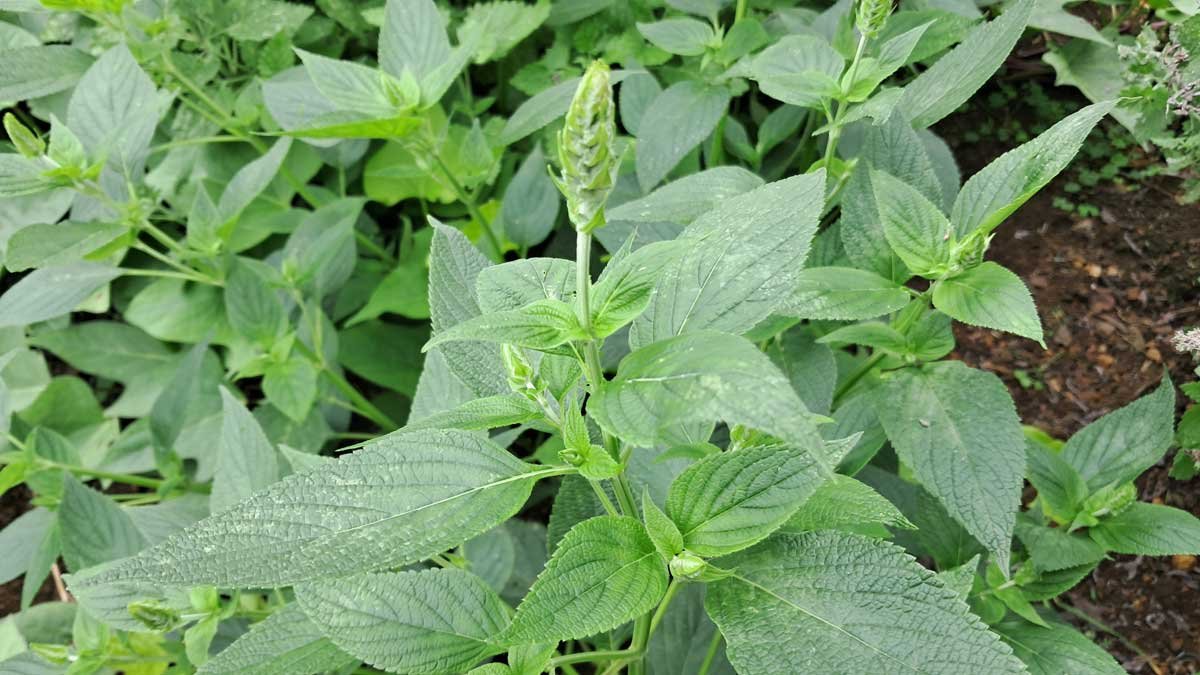 Close up of a stem from a Chia plant, which has developed flower buds, but is yet to put out flowers or set seed.