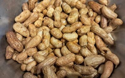 A stainless steel bowl containing washed peanuts. A stainless steel bowl containing washed peanuts.