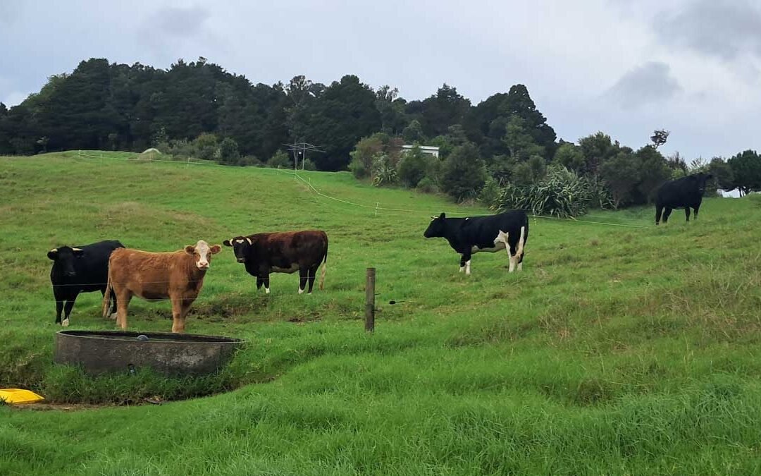 Five mixed cattle look at the camera on a hilly paddock.