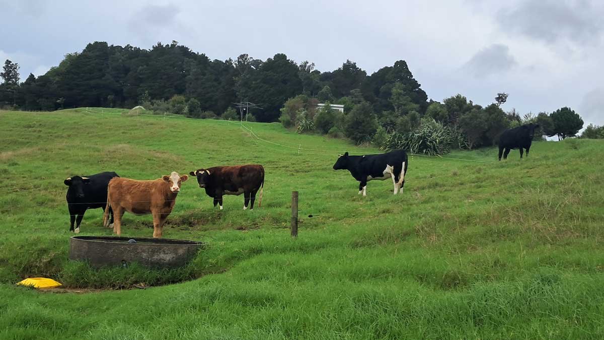 Five mixed cattle look at the camera on a hilly paddock.