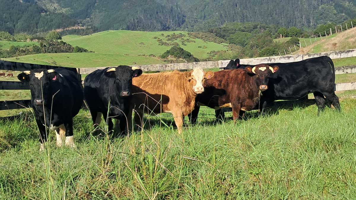 The fourth herd in the stockyards waiting to be picked up.