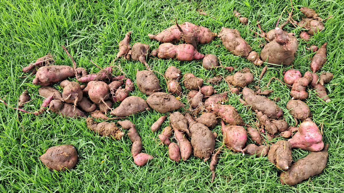 The 2026 kūmara harvest laid out on the grass.