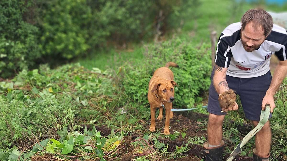 Richard and Roxy examine a kūmara while digging up the māra kūmara.