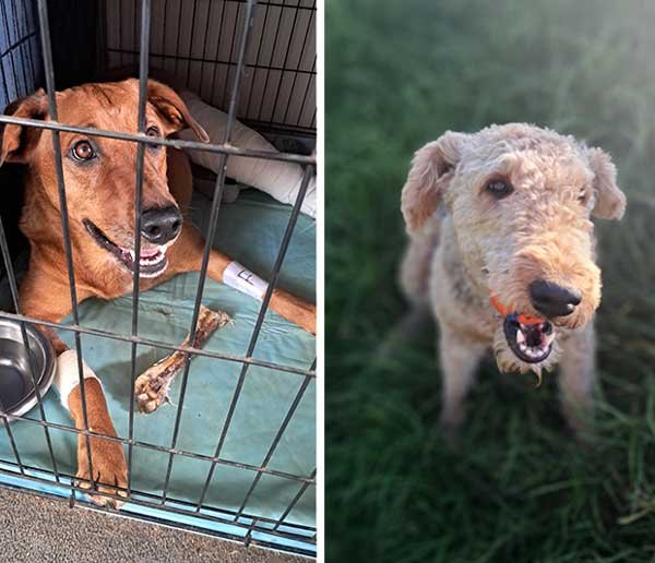 Roxy on the left recovering from an operation to replace her cruciate ligament. Hine on the left holding an orange and blue ball in her mouth.