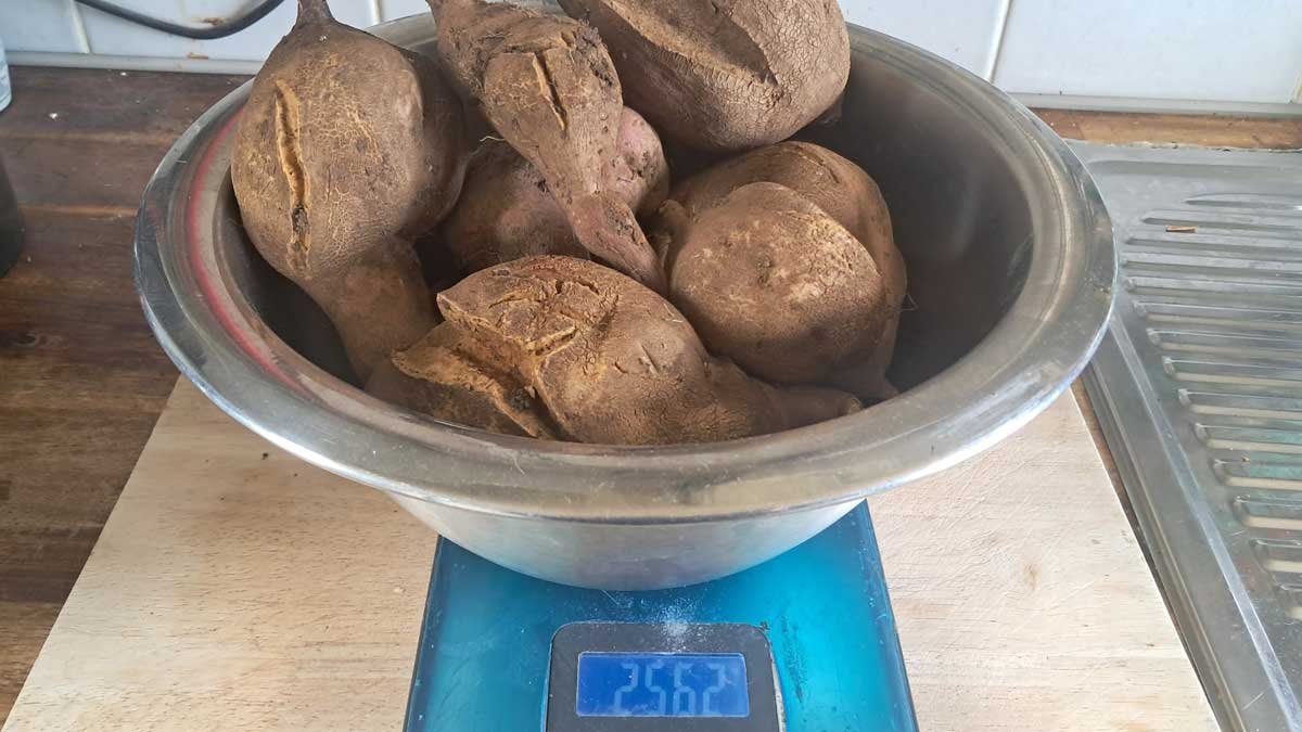 2.5 kilograms of split and damaged kūmara for processing.