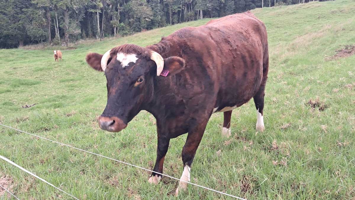 A large brown cow with downturned horns in the foreground, with another brown cow further away in the background.