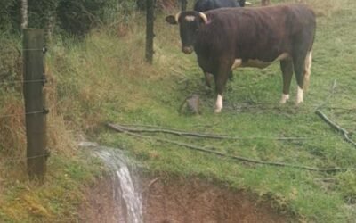 waterfall-and-cow-cyclone-preparedness A brown cow with white horns stands in the rain above a small waterfall of flowing water.