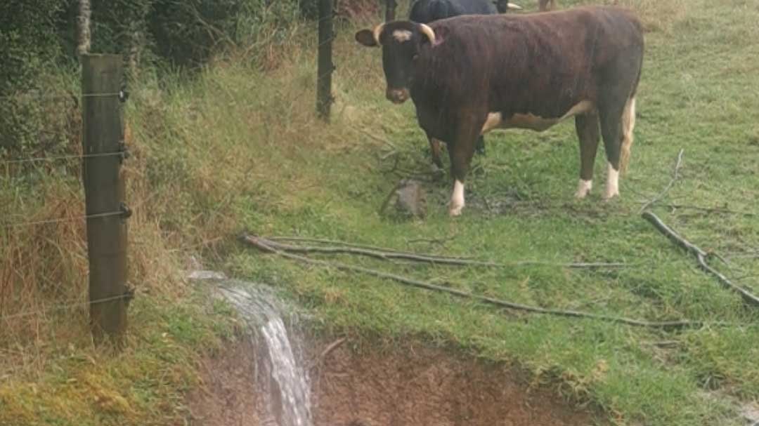 A brown cow with white horns stands in the rain above a small waterfall of flowing water.