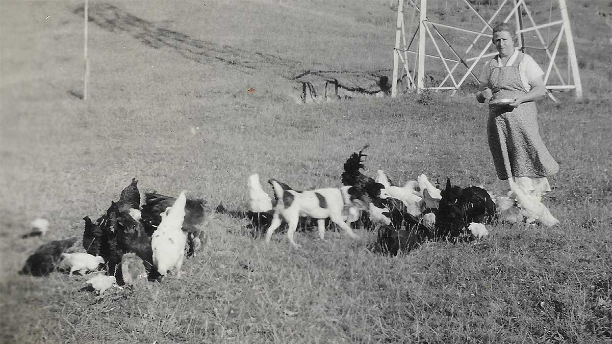 Ellen Schaeffer feeding chickens, circa late 1930s-mid 1940s.