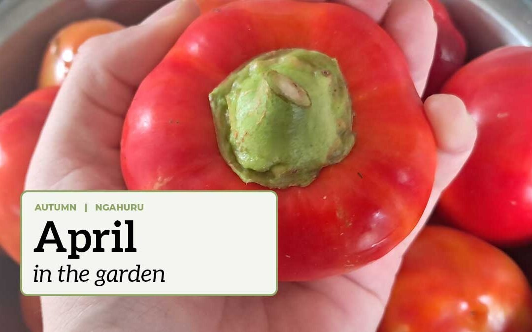 A hand holding a large paprika in front of a bowl of paprika with the text "April in the garden".