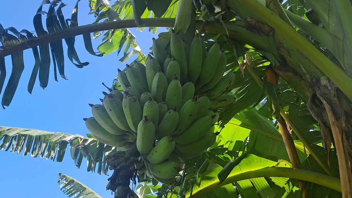 Arm of bananas growing with blue sky behind it.
