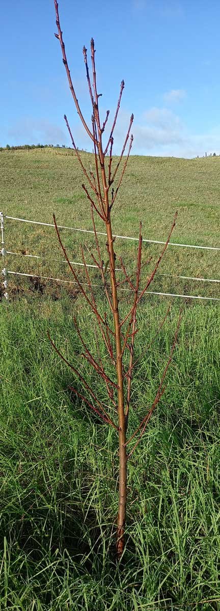 A young nectarine tree in a central-leader shape.