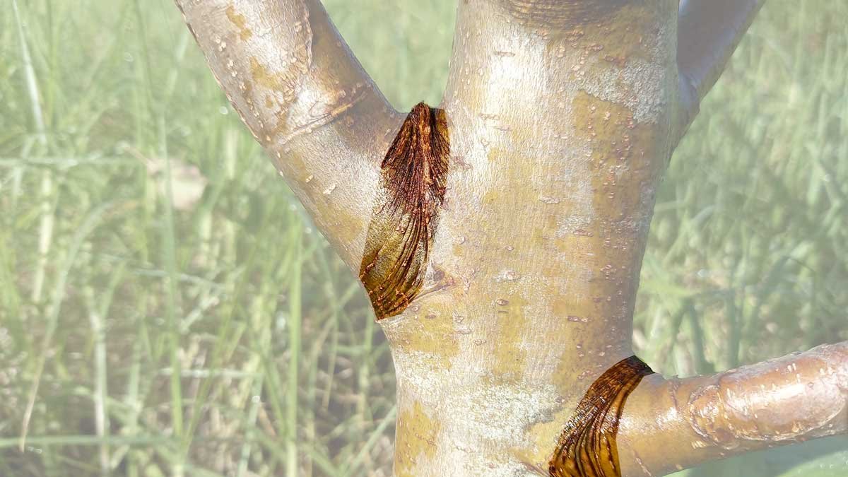 Apple tree showing branch collars.