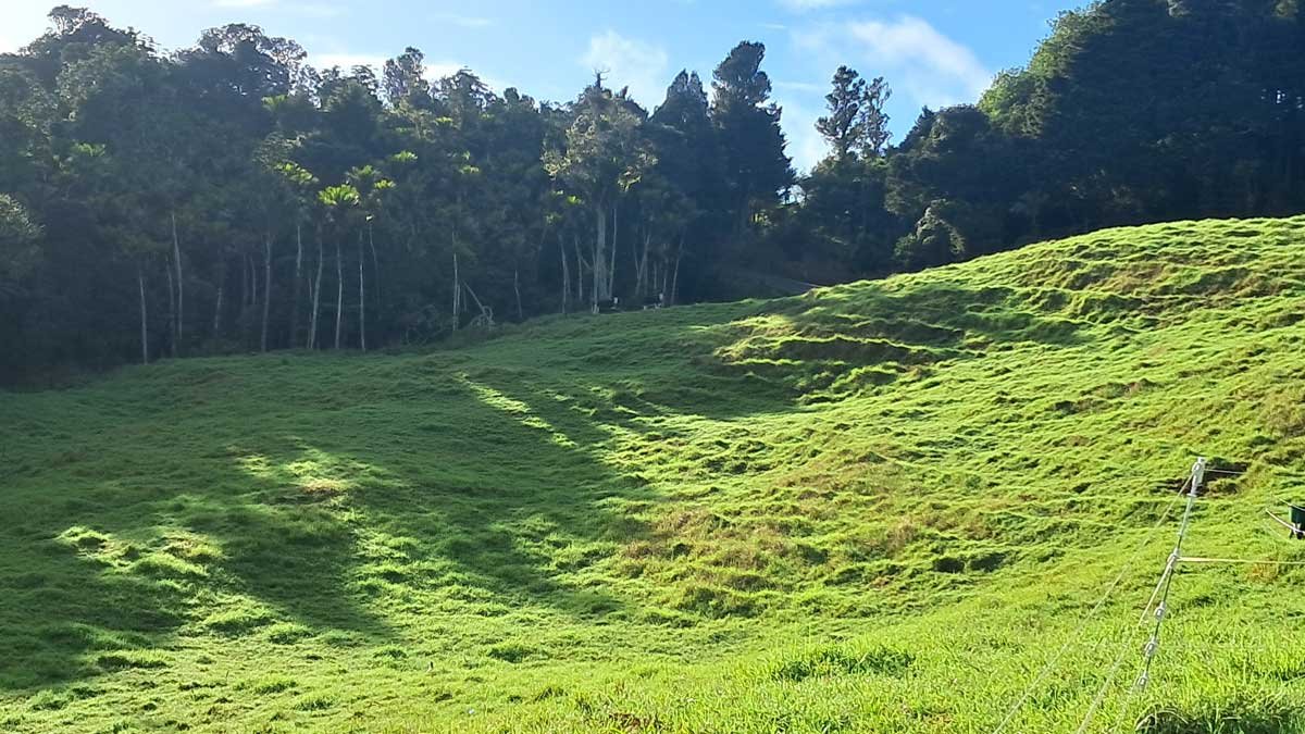 Looking over the paddock to two small white-faced cows in the shade.