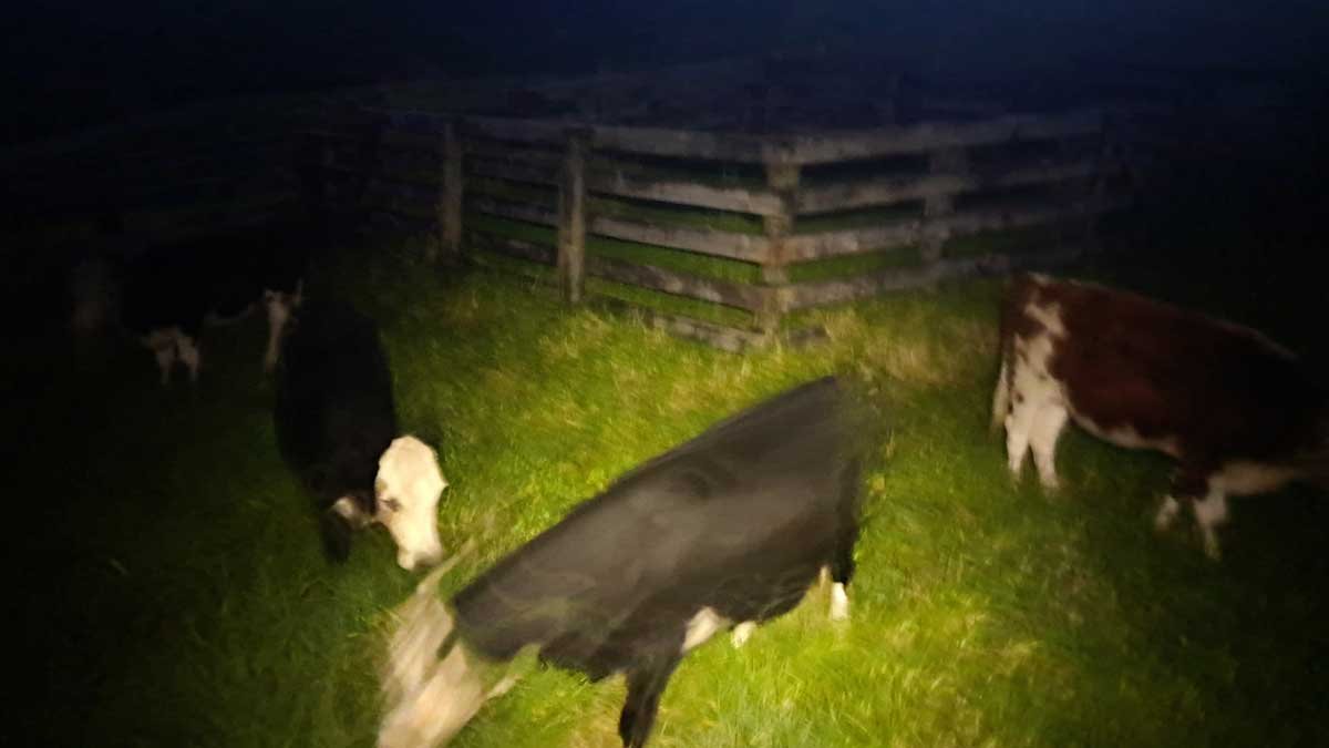 Cows illuminated by torchlight after dark.