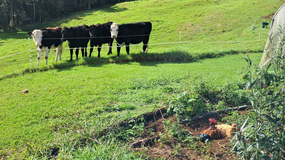 Four cows watch our rooster and chickens sunbathing in the garden.