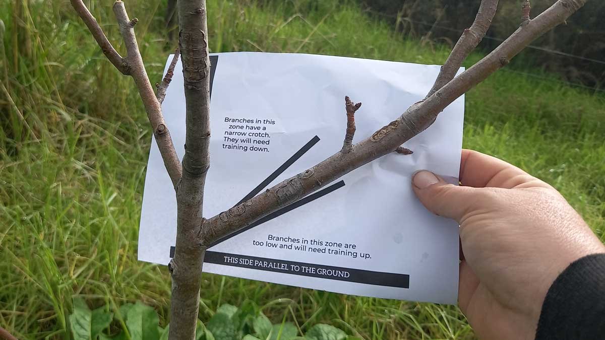 Holding a copy of the Crotch Checker document against a fruit tree.