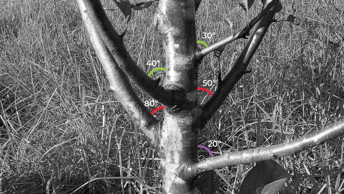 An apple tree showing the angles of the crotches.