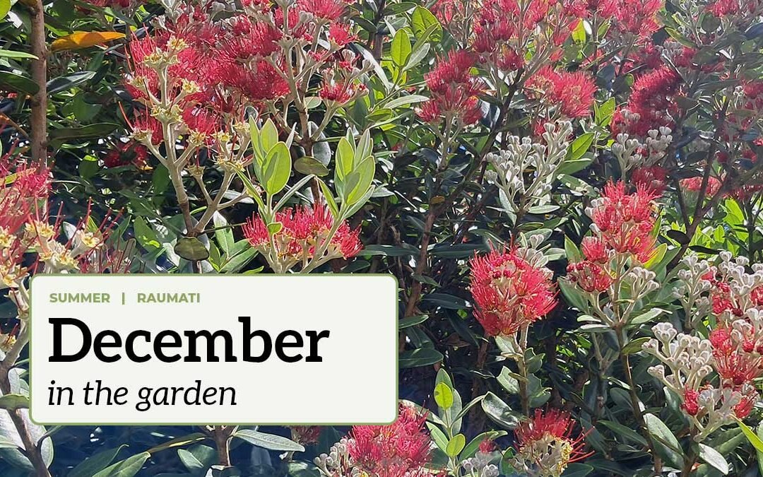 December in the garden