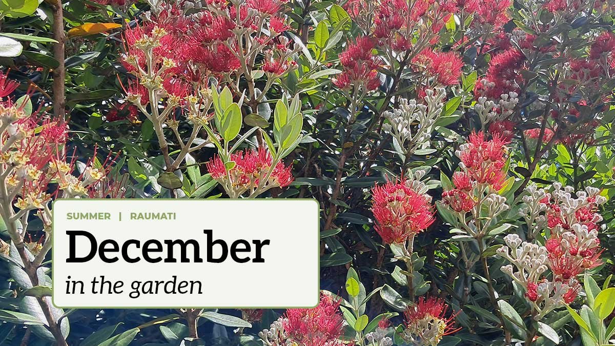December in the garden A flowering pōhutukawa with the text "December in the garden".