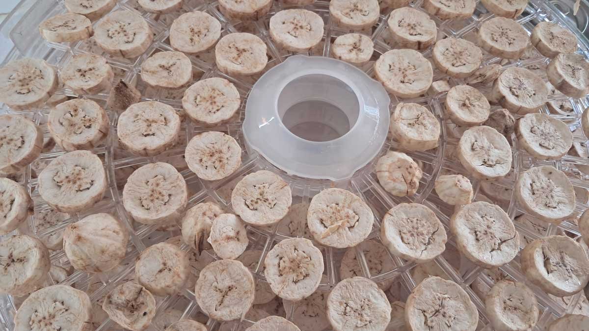 Dried banana chips in a dehydrator.