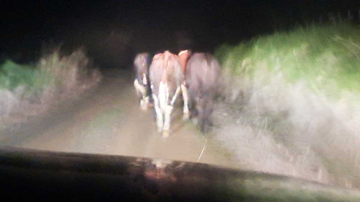 A terrible photo of cows being driven home in the dark, illuminated by the car's headlights.