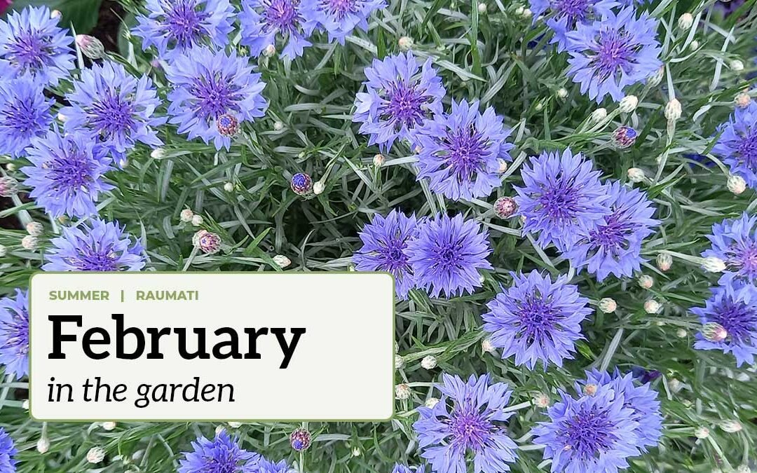 February in the garden