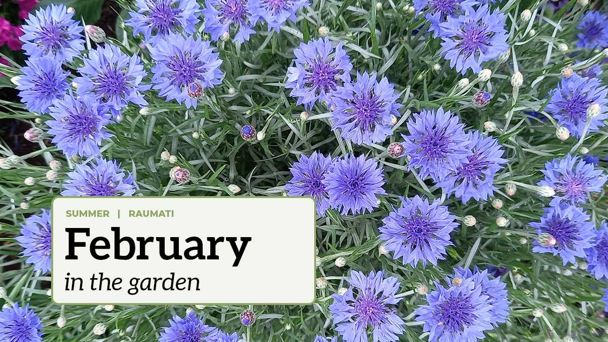 February in the garden Blue cornflowers with the text "February in the garden".