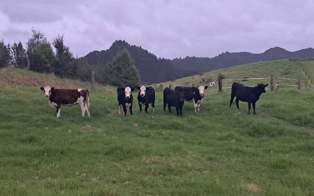 Our fifth herd of cows the morning after arriving at The Outpost.