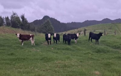 Our fifth herd of cows the morning after arriving at The Outpost. Our fifth herd of cows the morning after arriving at The Outpost.