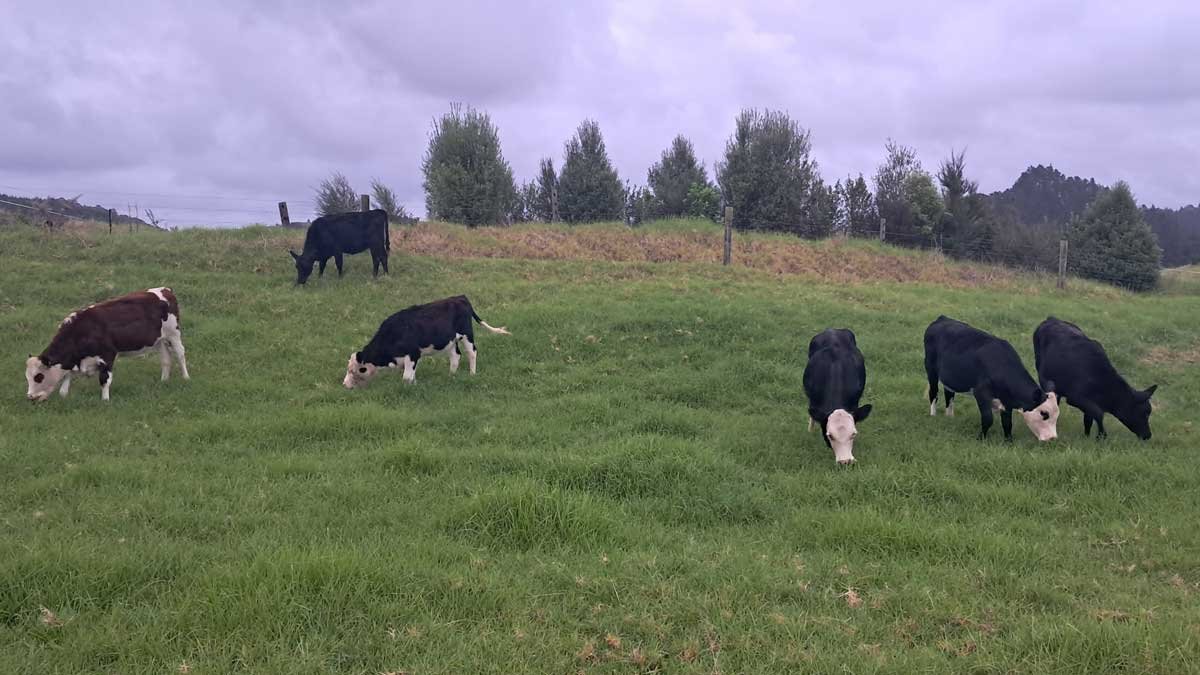 Fifth herd eating grass on the hillside.
