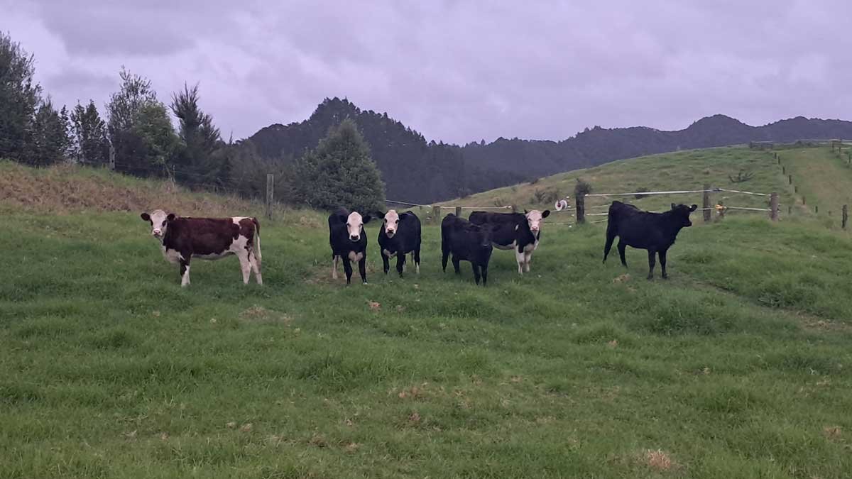 Our fifth herd of cows the morning after arriving at The Outpost.