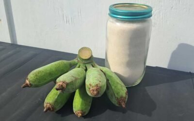 A bunch of green bananas beside a jar of green banana flour. A bunch of green bananas beside a jar of green banana flour.