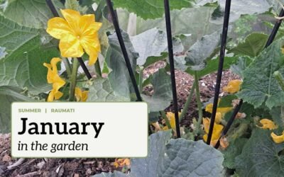 January in the garden A very productive cucumber plant with the text "January in the garden".