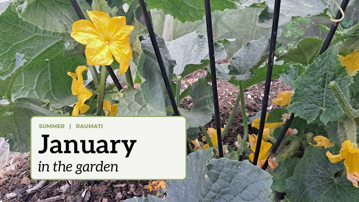 January in the garden A very productive cucumber plant with the text "January in the garden".